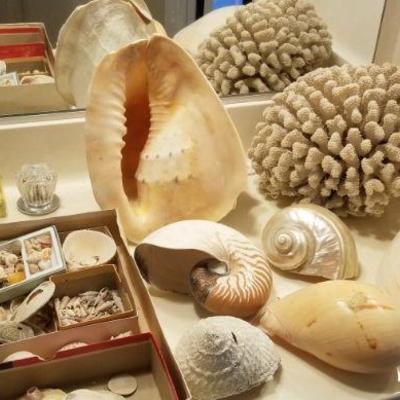 Some great sea shells