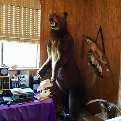 Real Lifesize Kodiak Bear Taxidermy Mount.