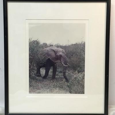 Elephant Original Photograph Framed WN7059 14.5