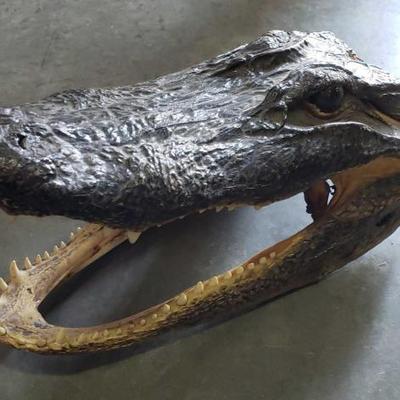 #789: Alligator Head
Approx 11