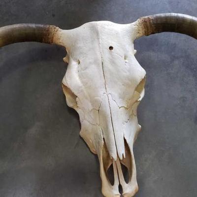 #791: Steer Skull with Horns
Approx 18