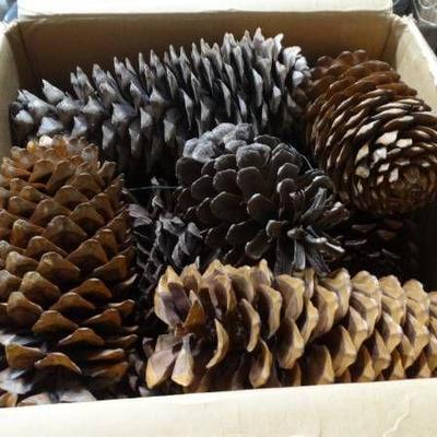 Box full of oversized pinecones