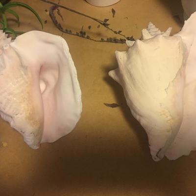 Huge seashells, really neat and pretty!
