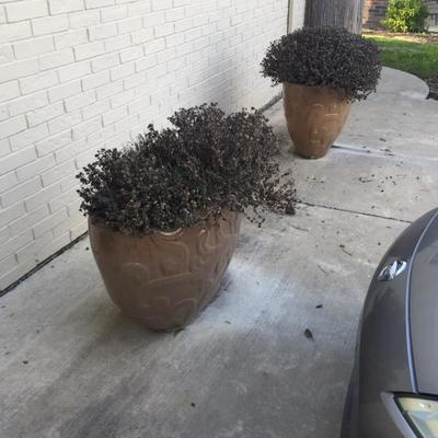 Outdoor plants ready to adorn your yard for the spring season!