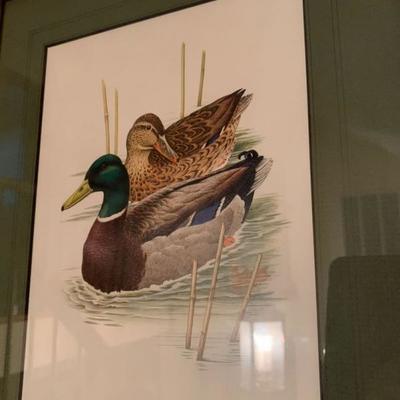 Wild turkey print and 4 duck prints  
