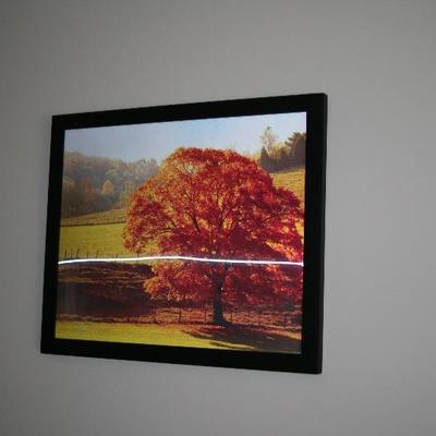 Framed 4 Season Tree Picture Changes seasons from different angles  