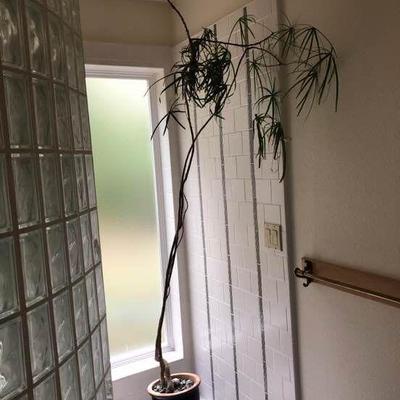 Very Tall Live Plant