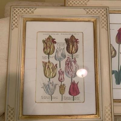 Trowbridge Tulip Prints