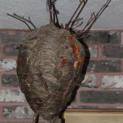 Large Natural Hornets Nest