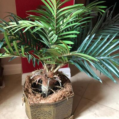 The Perfect Palm