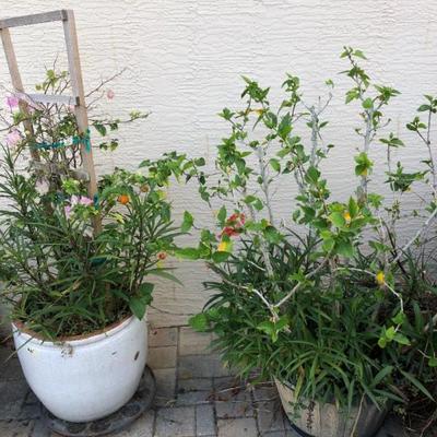 A beautiful selection of live plants and outdoor pottery