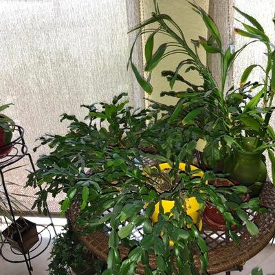 Live plants