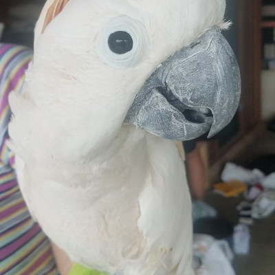 Meet Prince Charming (Cockatoo) 17 years old..live up to 100 years old. Very friendly and talkative available for purchase to the most...