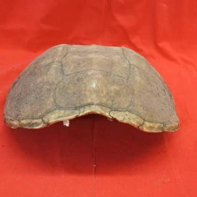 Snapping Turtle Shell