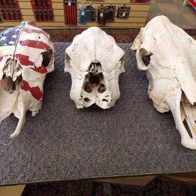 2 Cow and 1 Horse Skull