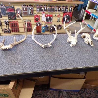 Deer Antlers and Skulls - 5 pieces