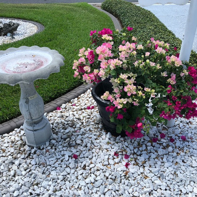 Cement bird bath, Beauitful Bougainvillea