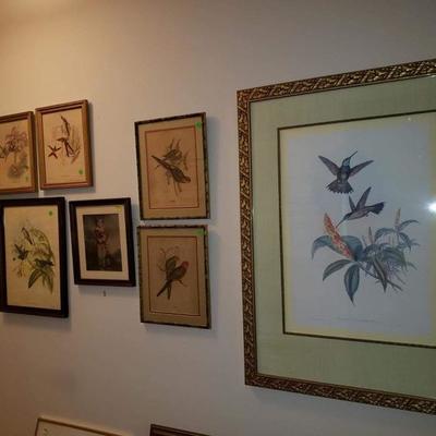 Collection of Gould bird prints