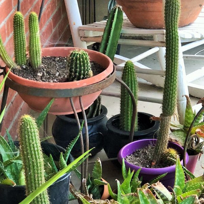 Potted Cactus Plants 