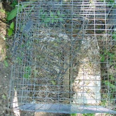 wire critter cage