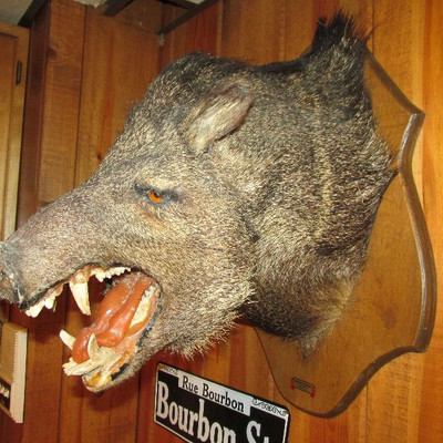 Taxidermy Boar's head