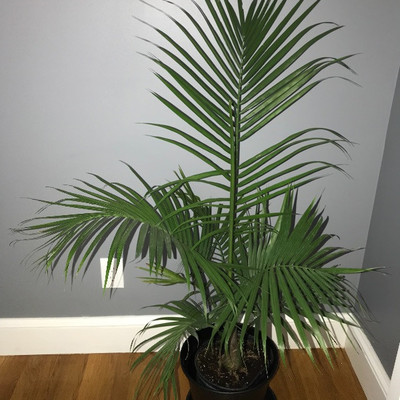LIVE palm plant
