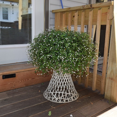 Plant and Plant Stand