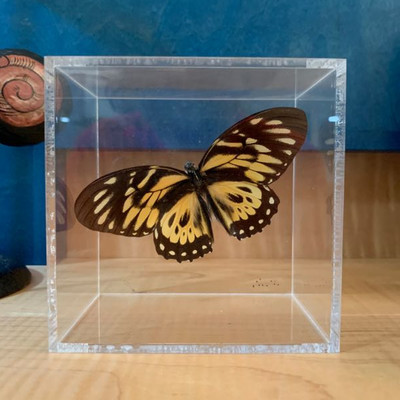 Monarch Butterfly  
