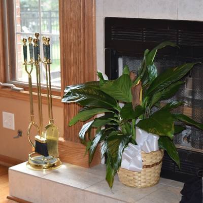 Fireplace Tools & Plant