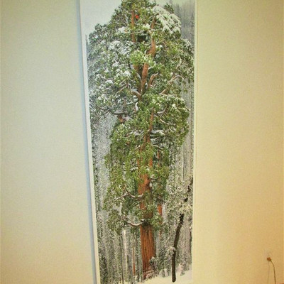 Large redwood photo canvas