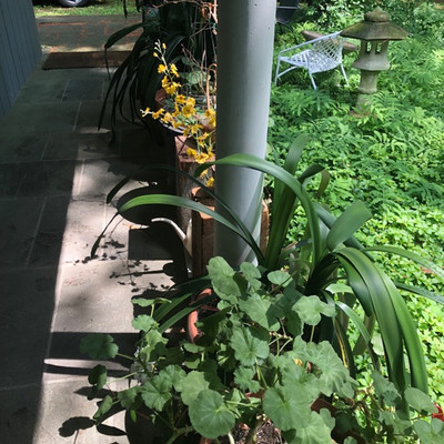 Plants, including Kafir Lilies