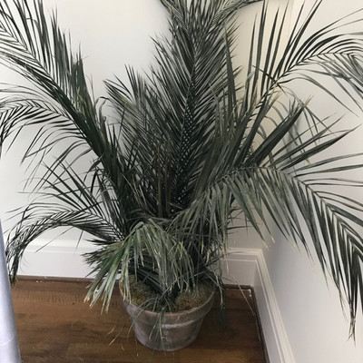 Faux palm $45