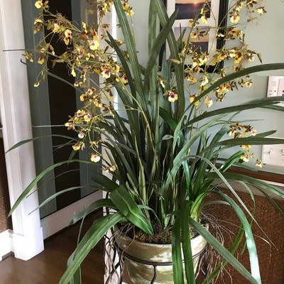 Faux orchid $75