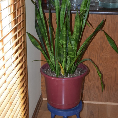 Plant in Pot on Stand