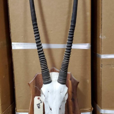830: 
Gemsbok mount . Mounted on a solid walnut shield
This Gensbok mount is a heavily built antelope with long rapier horns and black &...