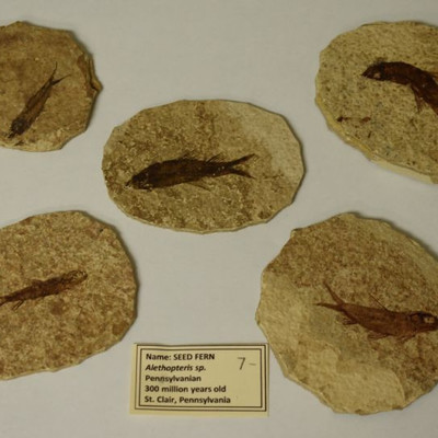 Fish Fossils