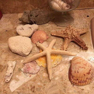 CH217: Sea Shells ……. Local Pickup https://www.ebay.com/itm/113804092735