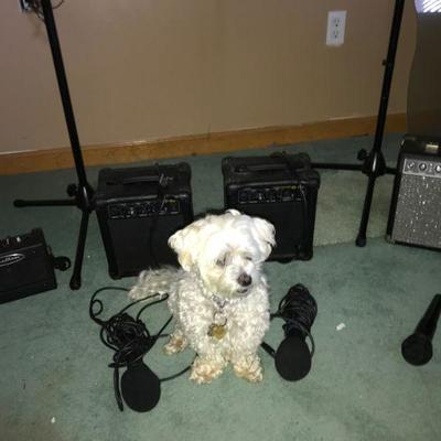 Puppy not included with Amps
