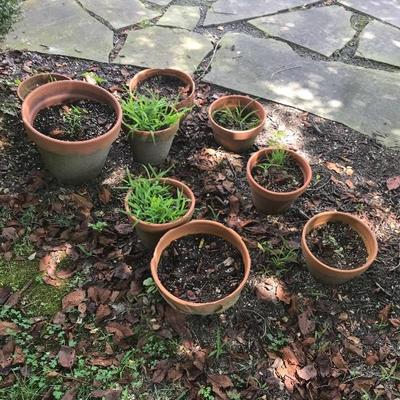 Terra cotta pots