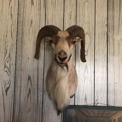 Goat taxidermy.   Keeping an eye on everyone!