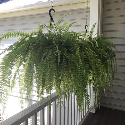 Fern $10
2 available
