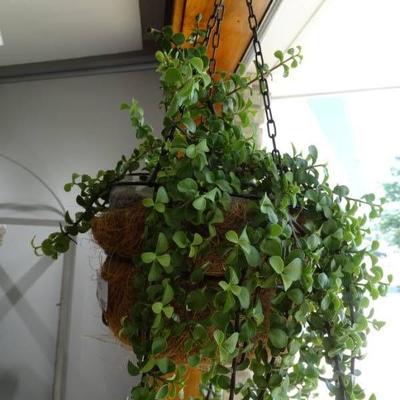 Real hanging plant.