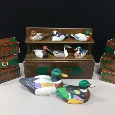 Duck Collection & Display