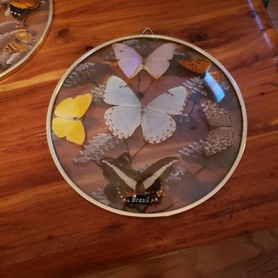Brazilian butterflies under glass