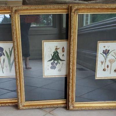 Framed Botanical Prints 3