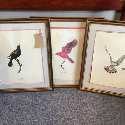 Ray Harm Bird Prints