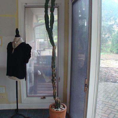 Mature Cactus plant and pot