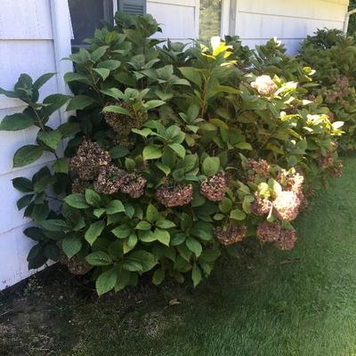 5 large hydrangea bushes available. 