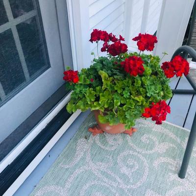 geranium plants