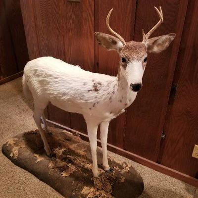 Taxidermy